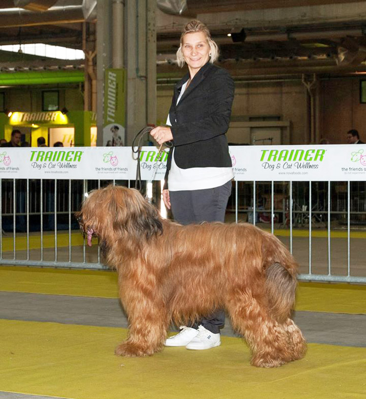 Briard CACIB Cremona