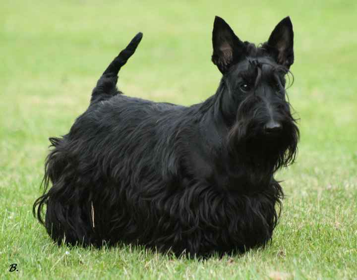 Scottish terrier BERNIE OD PETROVICKCH KAMEN