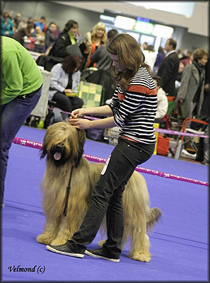 Briard DUOCACIB Brno