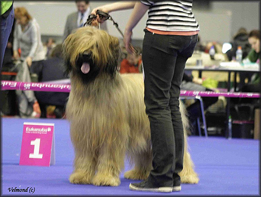 Briard DUOCACIB Brno