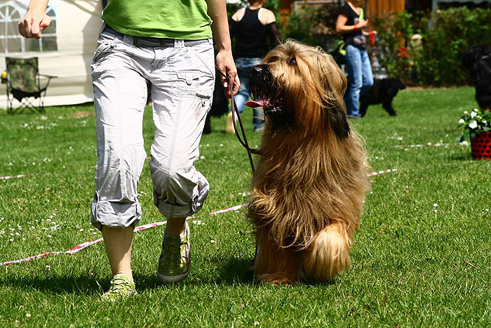 Briard Bheimkirchen