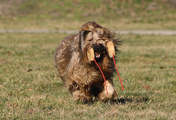 Working briard of the year 2013 - female