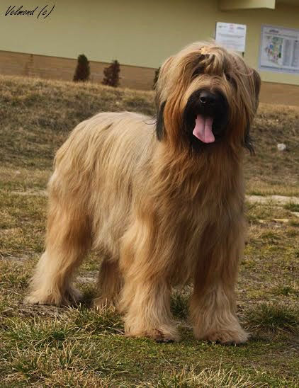 Briard Drzonkow