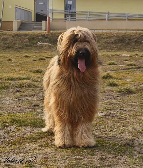 Briard Drzonkow