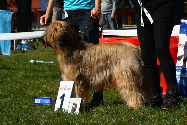 Briard Contra la Corriente Velmond