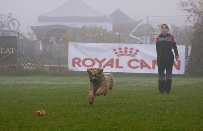 Briard - World championship of french sheepdogs