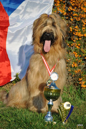 Briard - World championship of french sheepdogs