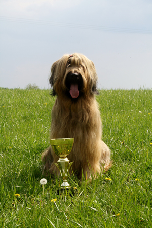 Briard OBZ