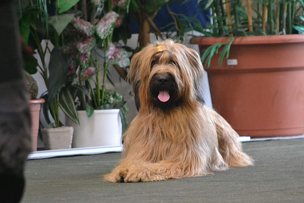 Briard OBZ