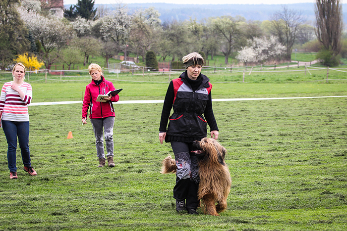 Briard Ch. Contra la Corriente Velmond