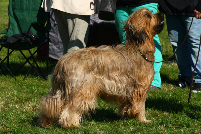 Briard Contra la Corriente Velmond