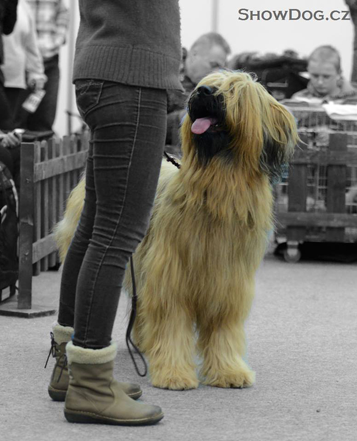 Briard ACIB Trenn 