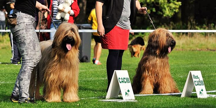 Briard Ch. Contra la Corriente Velmond