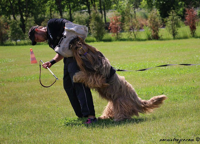 Briard Ch. Contra la Corriente Velmond