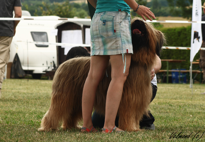 Briard Klubov vstava Zbraslav