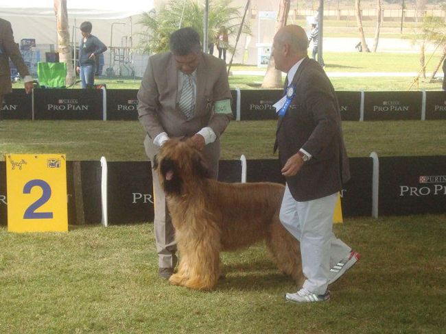 Briard Lomas De Angelopolis