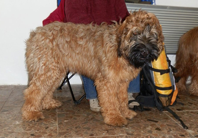 Briard CACIB esk Budjovice