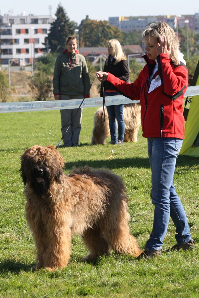 Briard Klubov vstava Praha  Rychety