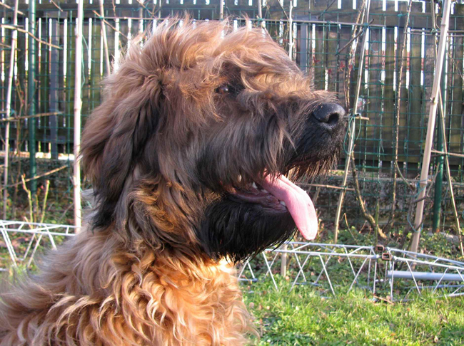 Briard Diesel Loverdose Velmond