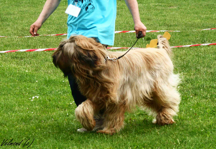 Briard Bheimkirchen