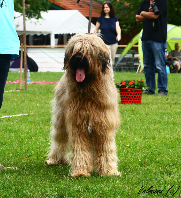 Briard Bheimkirchen