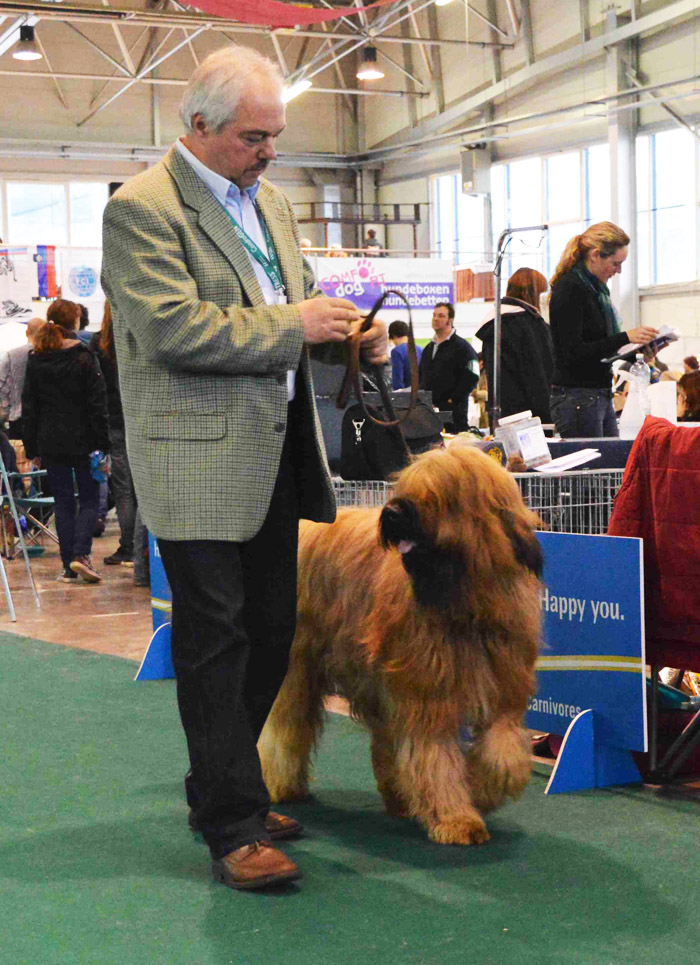 Briard CACIB Celje