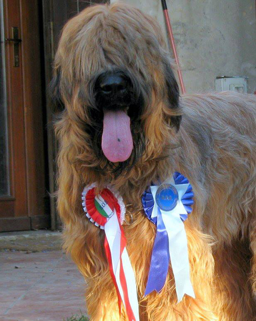 Briard CACIB Gradisca