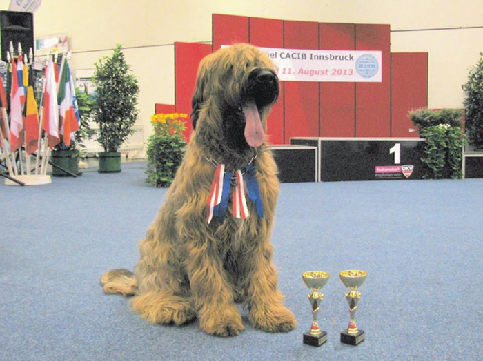 Briard DUO CACIB Innsbruck