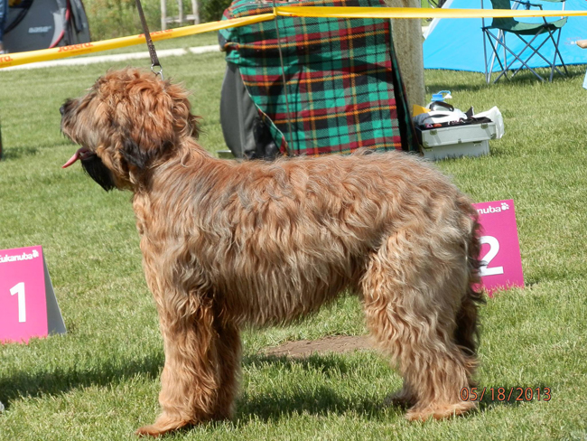 Briard club show Hungary