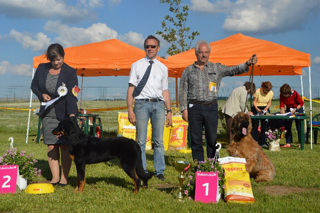 Briard club show Hungary