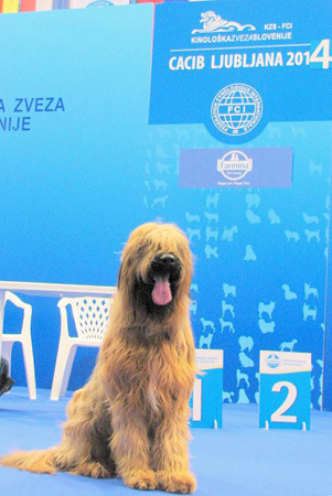 Briard CACIB Ljubljana