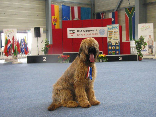 Briard CACIB Oberwart