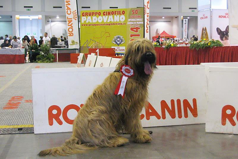 Briard Padova