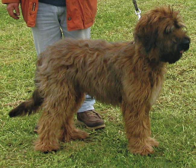 Briard CAC Rovinu