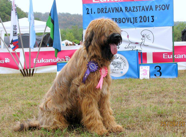 Briard CAC Trbovlje