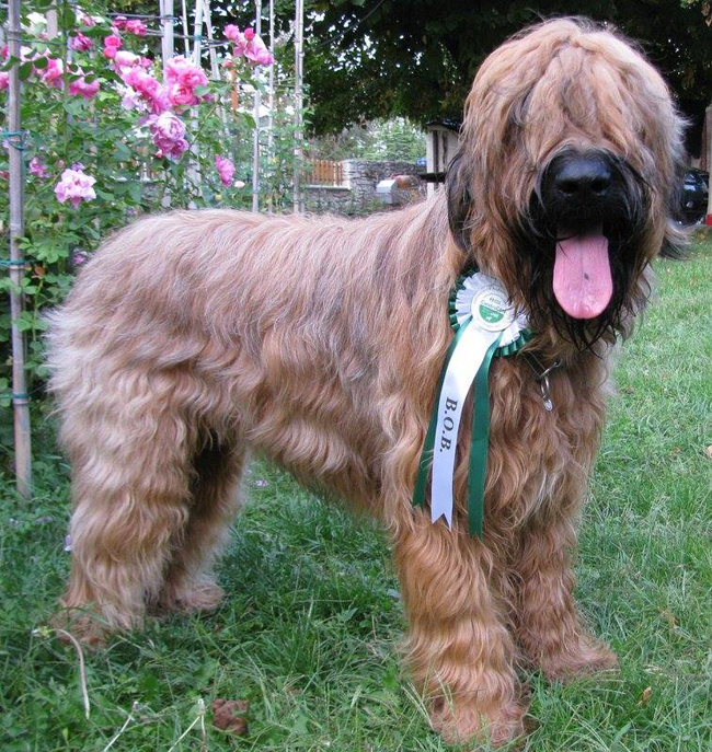 Briard Diesel Loverdose Velmond