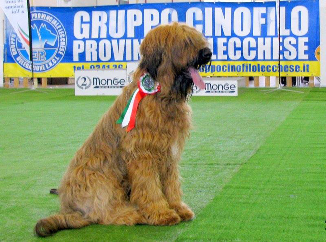 Briard CAC Venezia