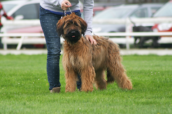 Briard Diversit de la Vie Velmond