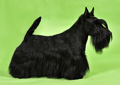 Scottish terrier ICH.  SCOZIAS LOOK AT TIME 