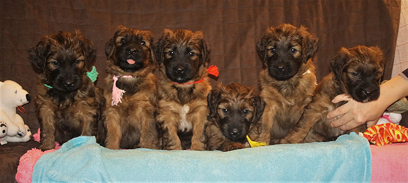 briard puppies